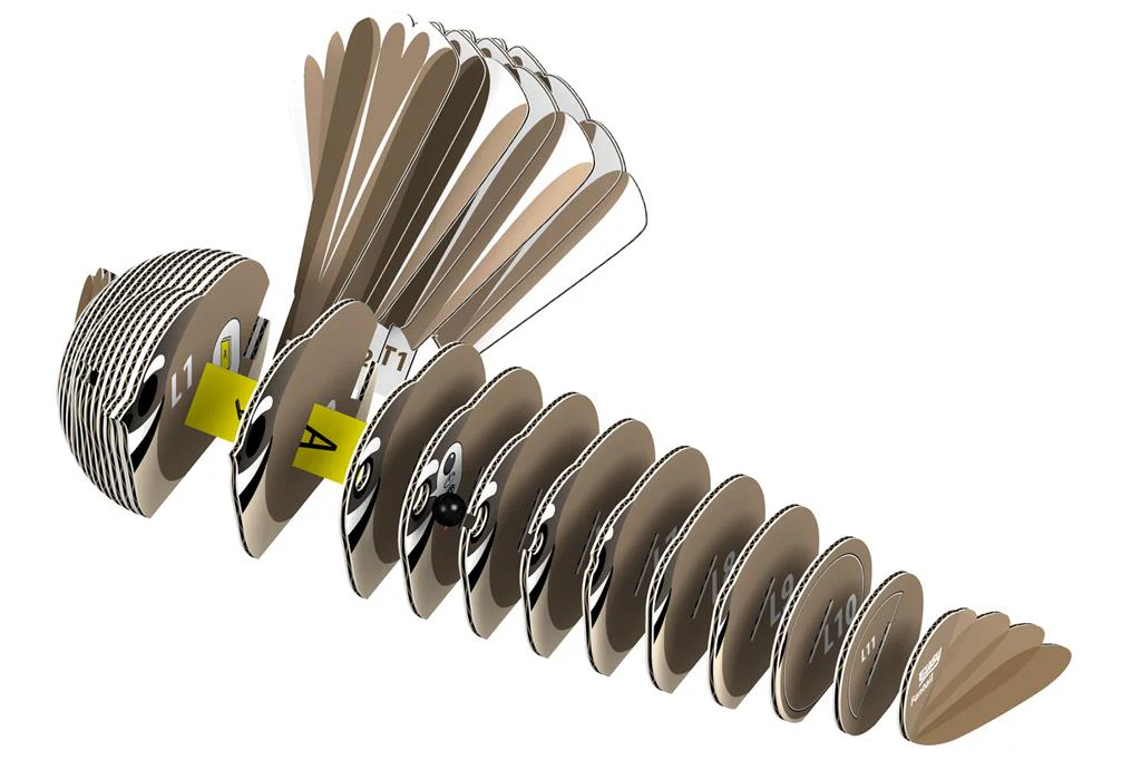 EUGY 3D - Rhipidure à collier – Image 7