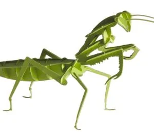 Modèle En Papier 3D - Prince Priant